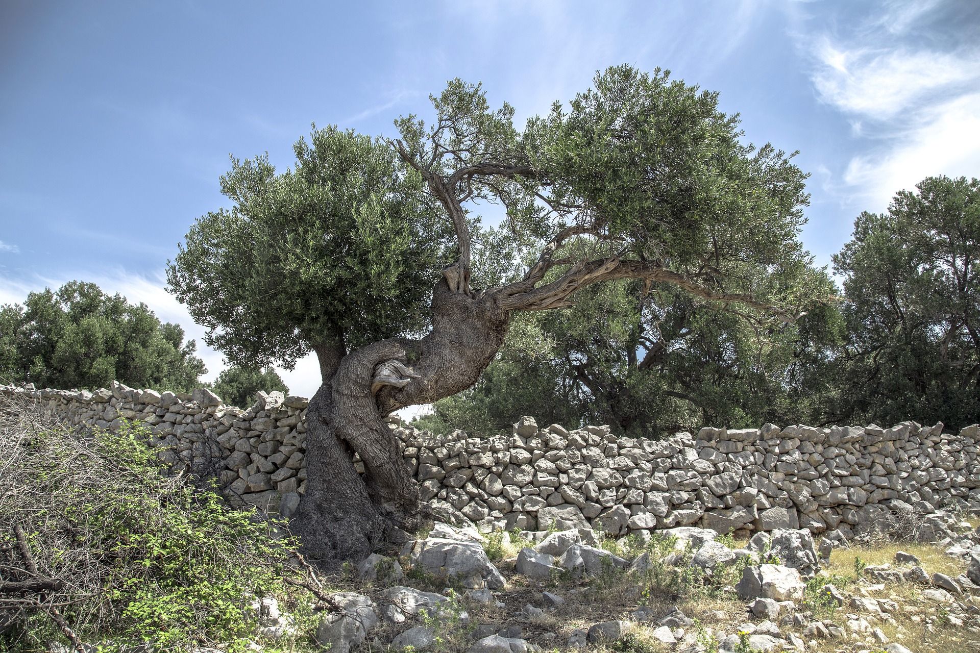 Olive tree, the miracle of nature